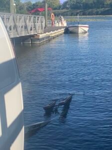 Home checkmatefromdistanc